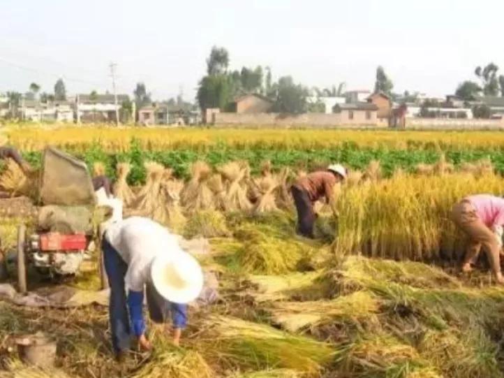 七十年代贫困农民图片,七十年代农民修梯田图片