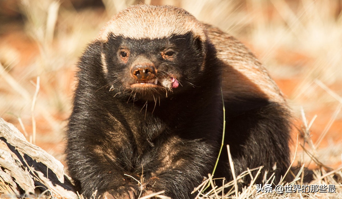 斑鬣狗对战蜜獾视频,斑鬣狗和平头哥蜜獾