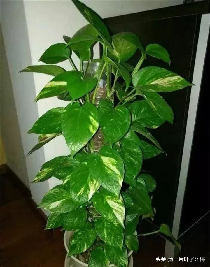 绿萝的叶子越养越小是什么原因,绿萝叶子越养越少