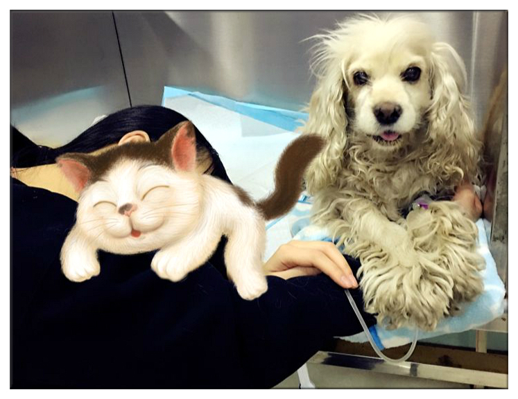 残疾狗狗多次被遗弃迎来10年大运,狗狗生病被遗弃却一步未离开