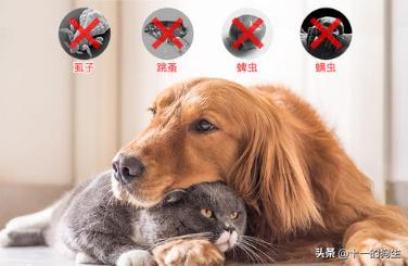 家里有狗跳蚤怎么彻底消灭,猫狗防跳蚤小妙招