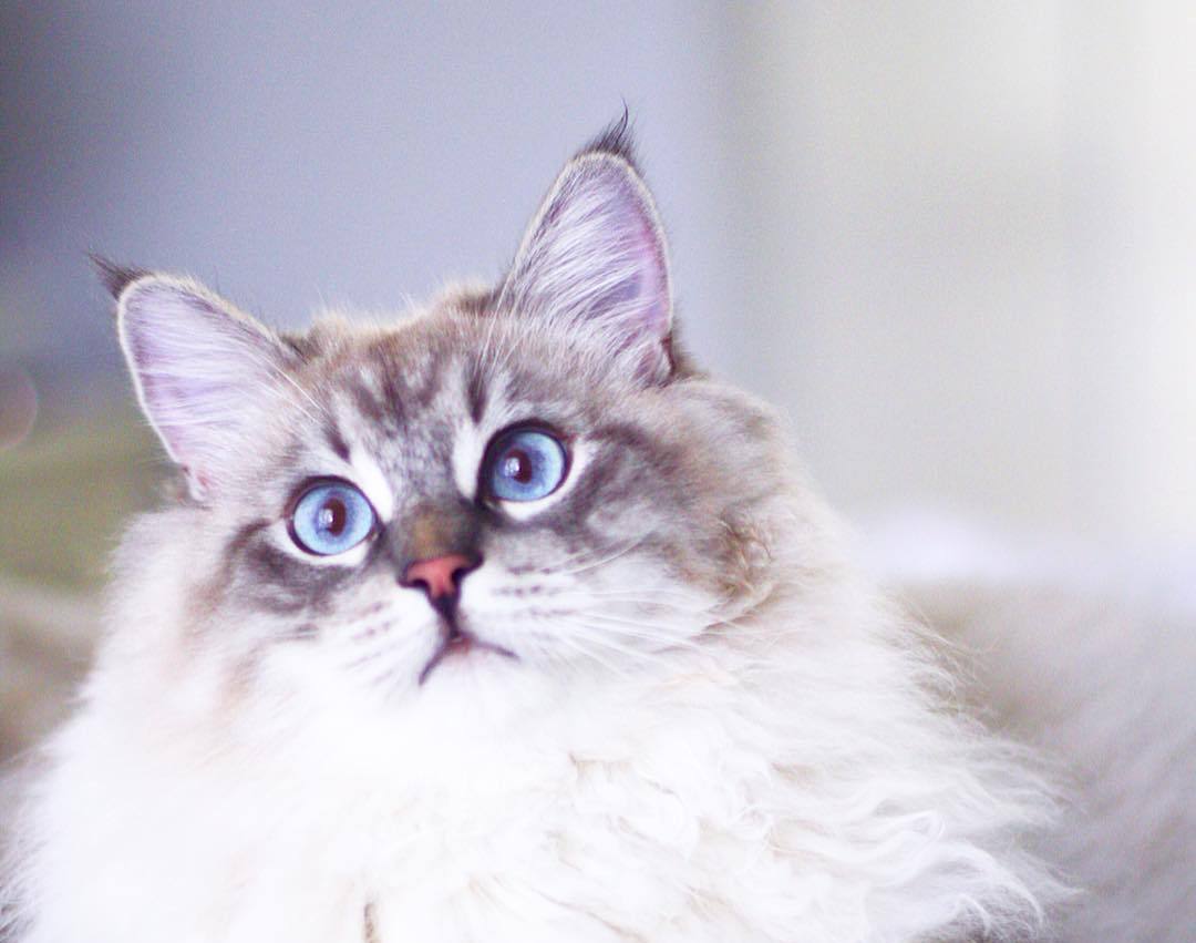 猫奴需要了解的知识：猫咪喝水少的危害及八种应对策略