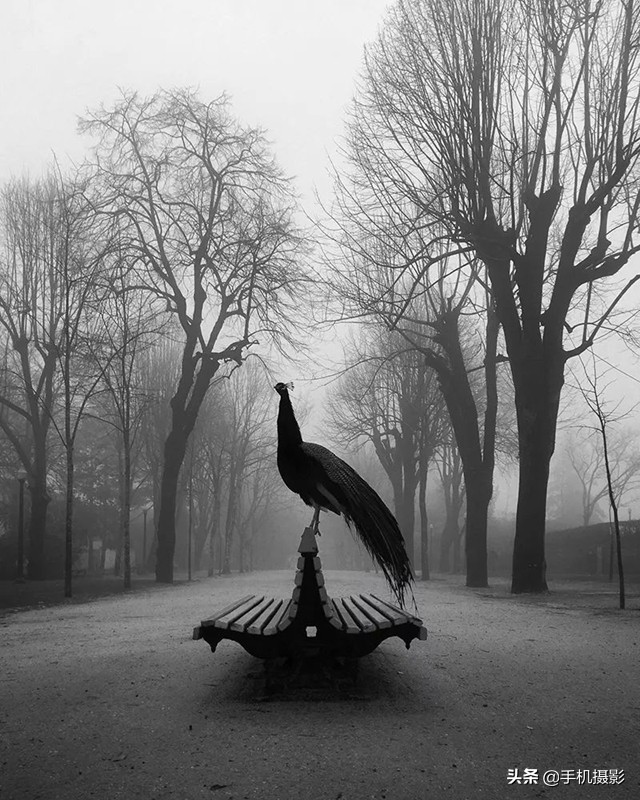 ippa摄影大赛年度总冠军,ippa摄影大赛2014