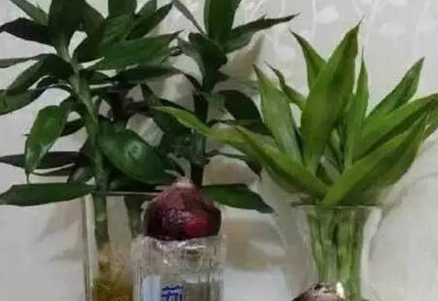 小苏打全部妙用,小苏打妙用100例