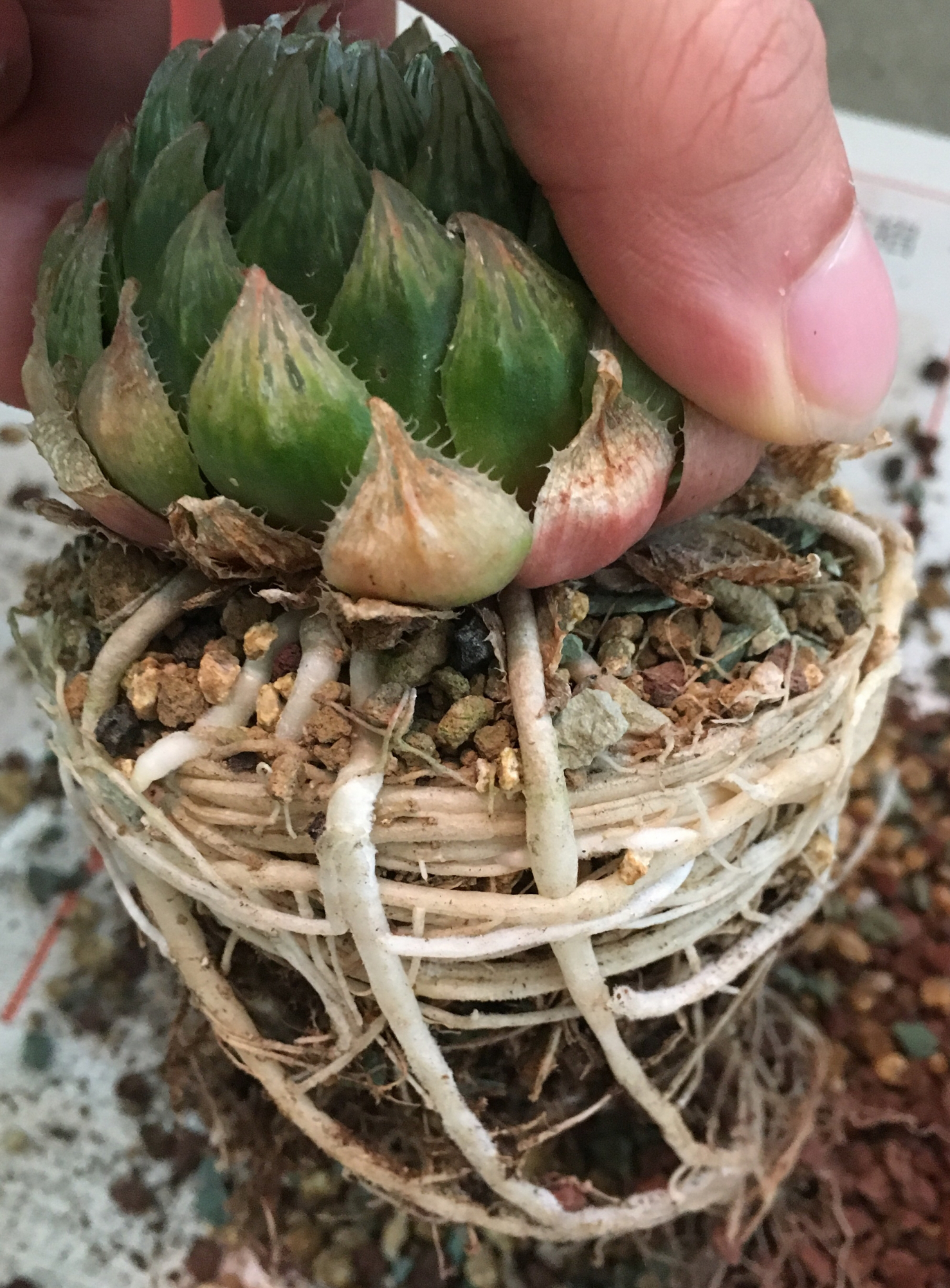 玉露多肉徒长了怎么办,玉露多肉叶片发紫不饱满