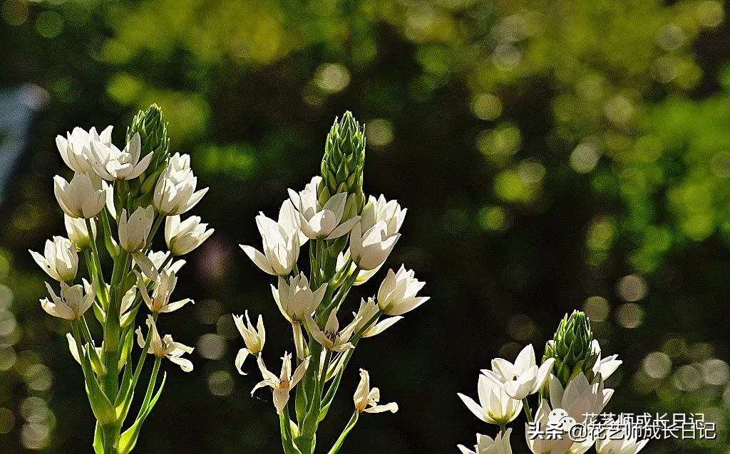 每日一花｜伯利恒之星，可用于治疗癌症，洁白可爱