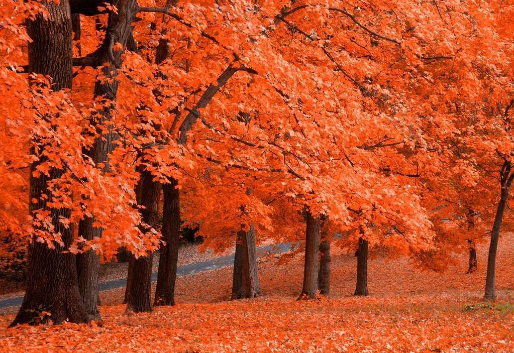 白茶清欢学着长大,白茶清欢怎么样