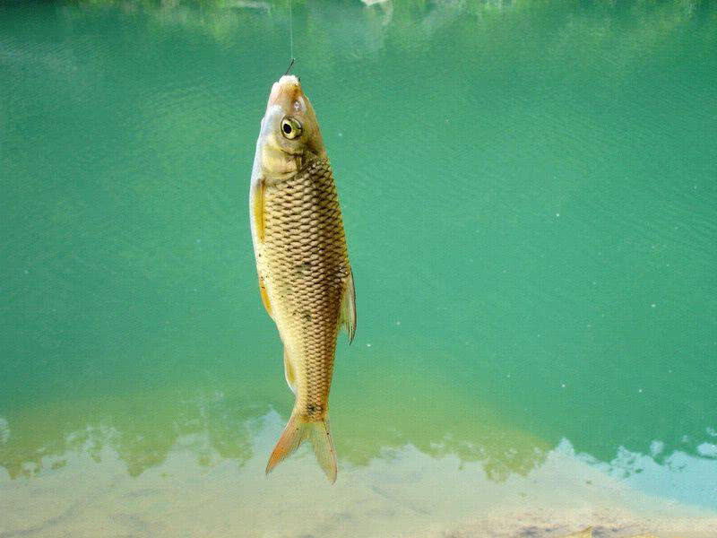 盘车冲钓赤尾,盘车冲钓青尾鲴