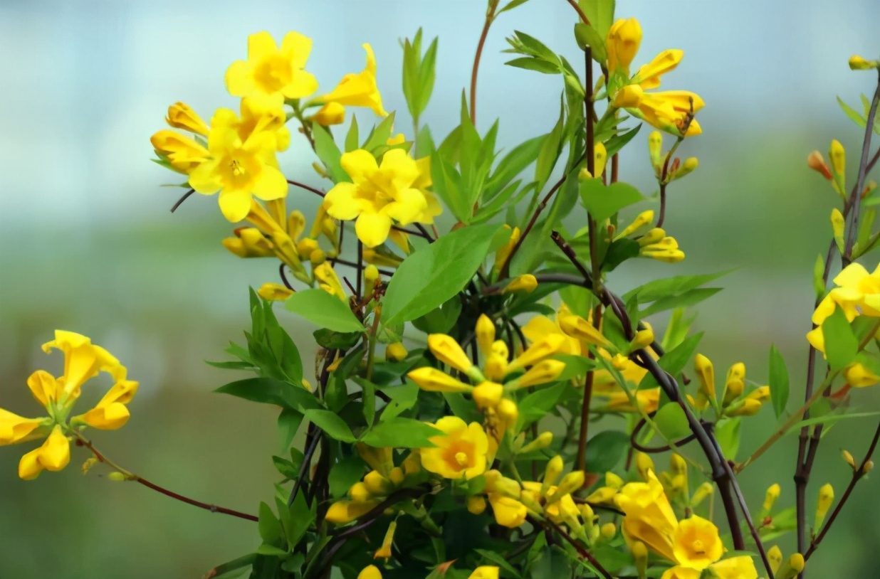 一层小院适合种什么花,如果有个院子应该怎么设计