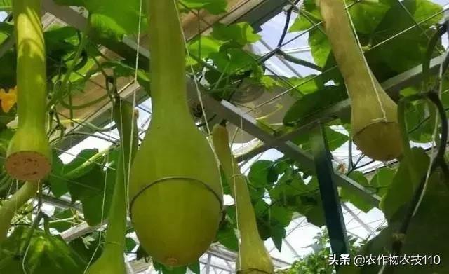 神奇砍瓜吃法视频,神奇砍瓜视频完整版