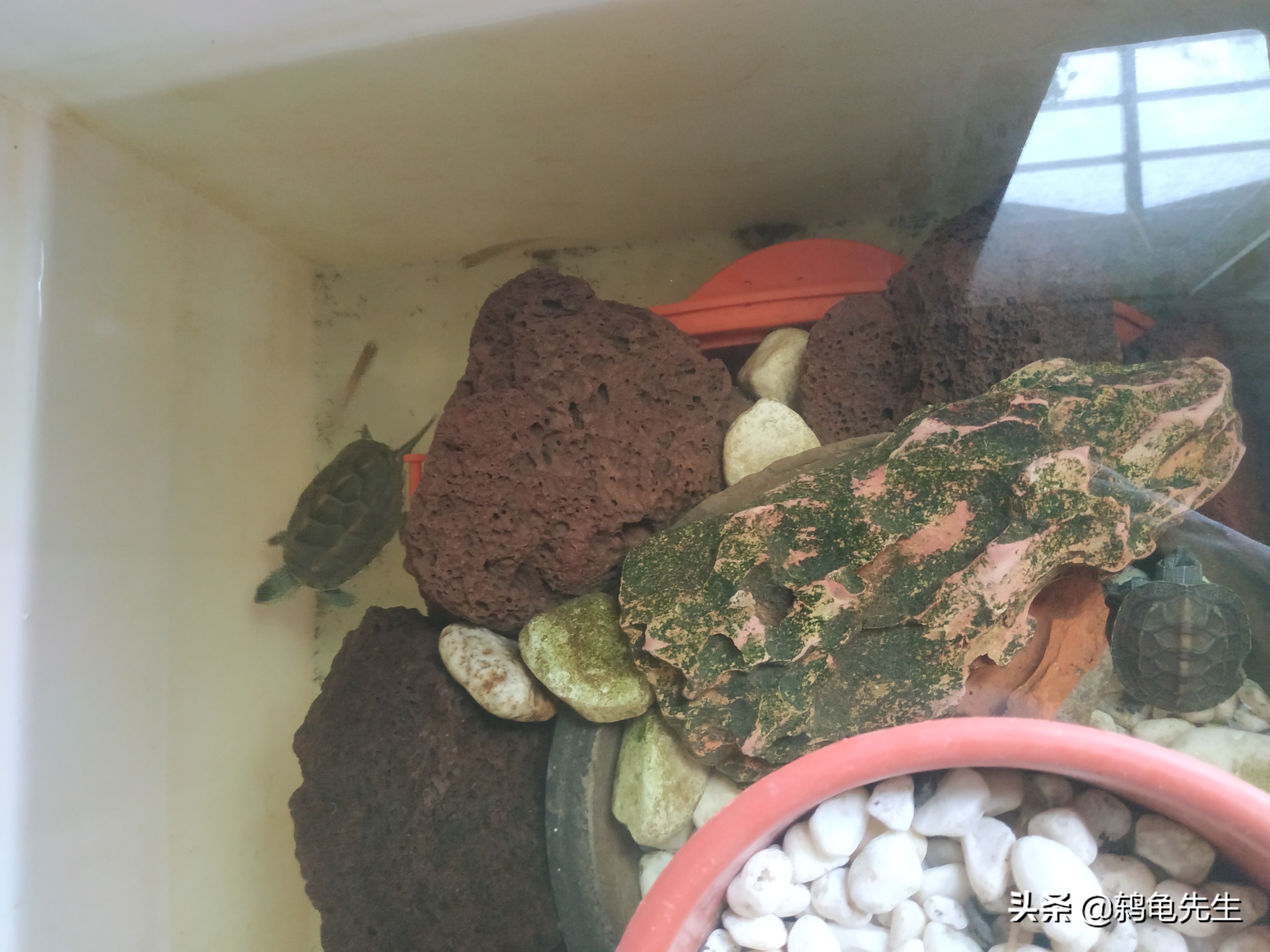 龟苗要养多久才能养成大龟,乌龟苗和大乌龟哪个好养