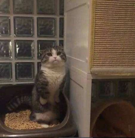 猫咪吃猫饭便便不臭,你家猫拉屎有多臭