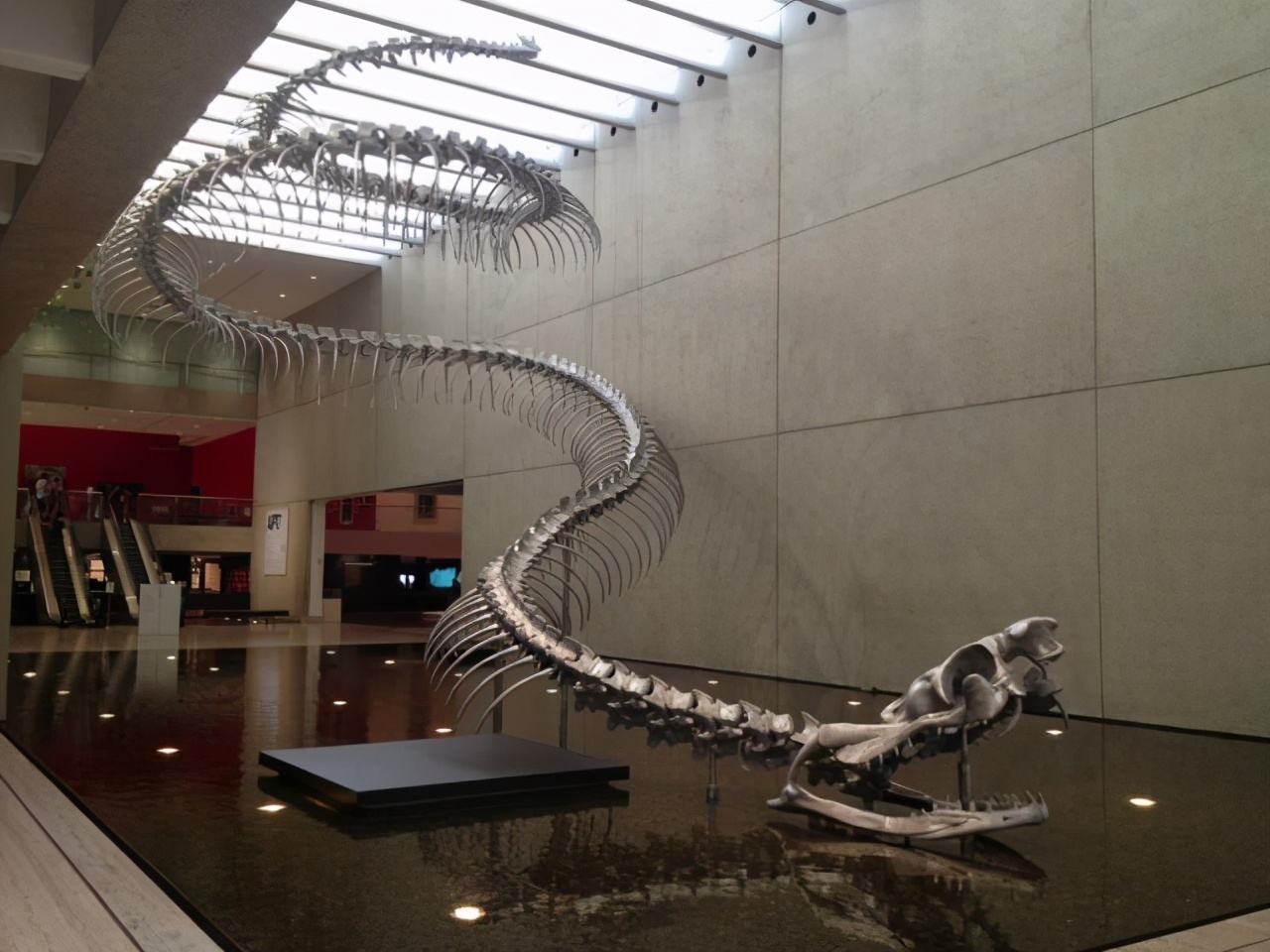 世界上最大的蛇居然不咬人,盘点世界上最大的蛇有多大