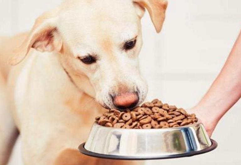 教你正确训练狗狗的方法,训练狗狗的各种技巧免费