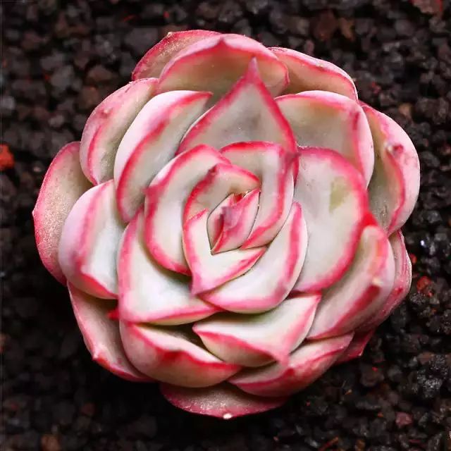 多肉早安图片大全,多肉大全100图