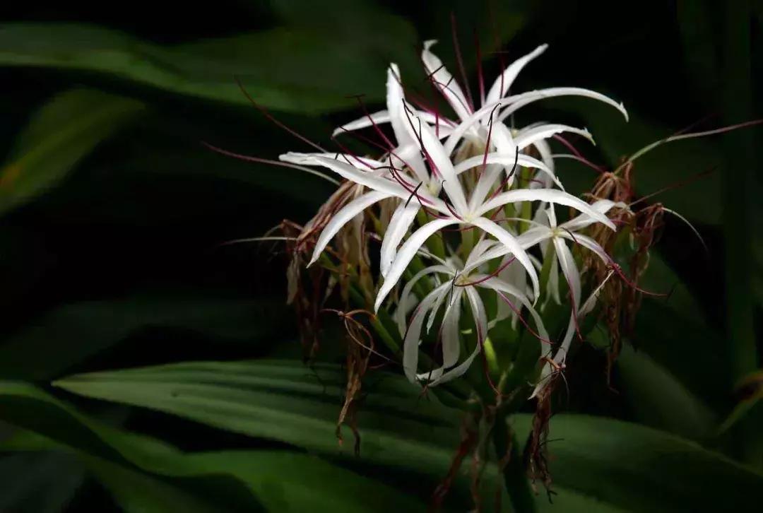 植物认知|佛系植物，五树六花