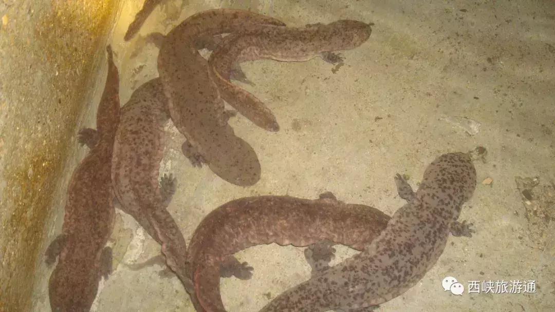 西峡龙潭沟娃娃鱼,西峡哪里做娃娃鱼好吃