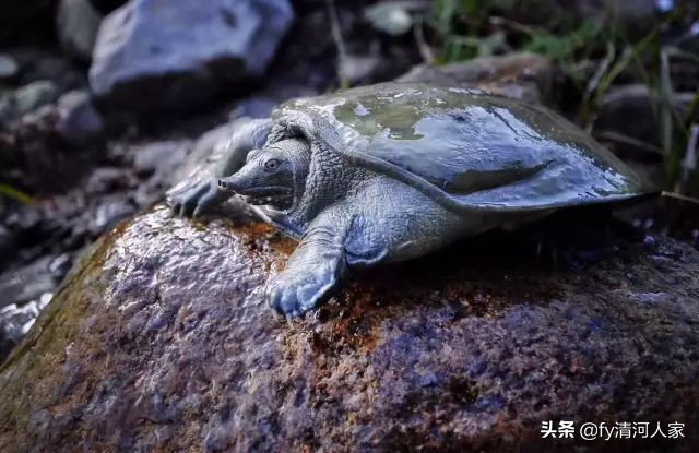 甲鱼的味道怎么形容,甲鱼的味道怎么样