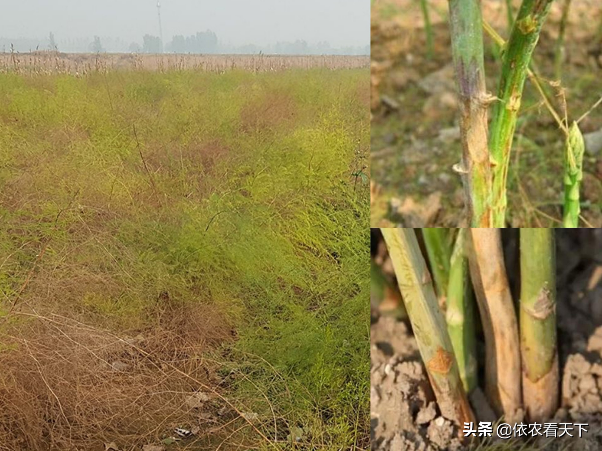 芦笋枯病症状有哪些,芦笋得了茎枯病影响下季产量吗