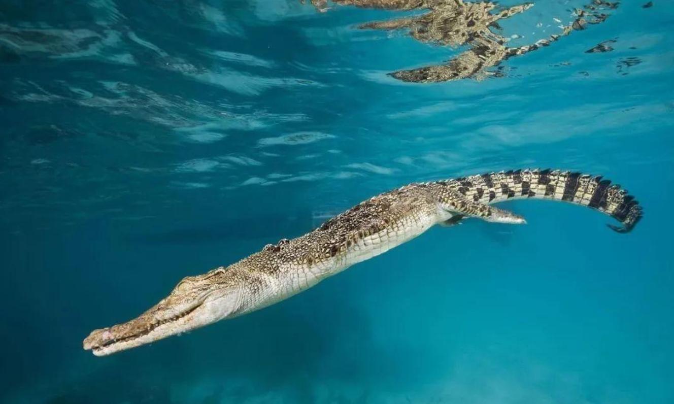 虎鲨捕食鳄鱼,鳄鱼被猎豹抓住