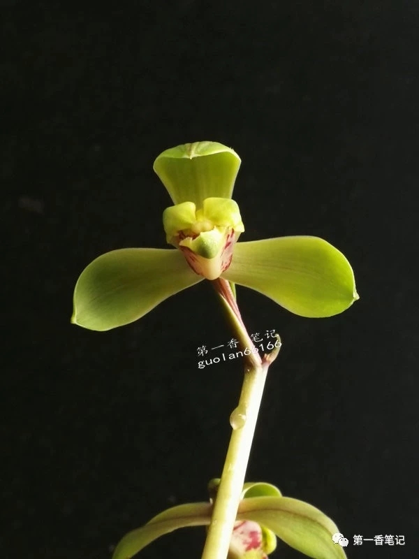 蕙兰程梅传统老品种,花开欣赏