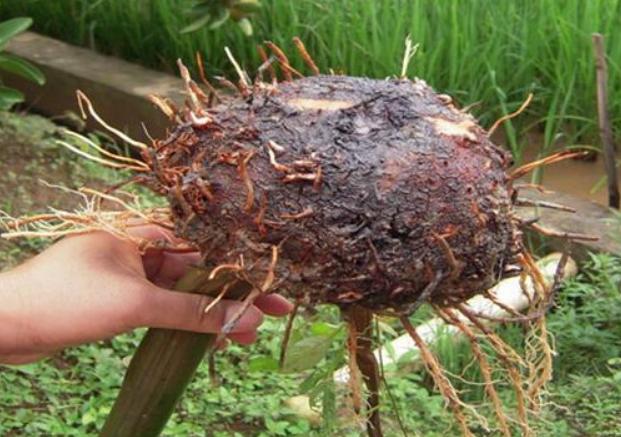 魔芋种植的主要技术,魔芋种植技术怎么样