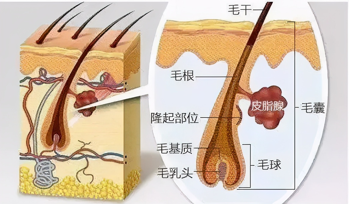 为什么年纪轻轻就头发花白,为什么年纪轻轻就长白头发