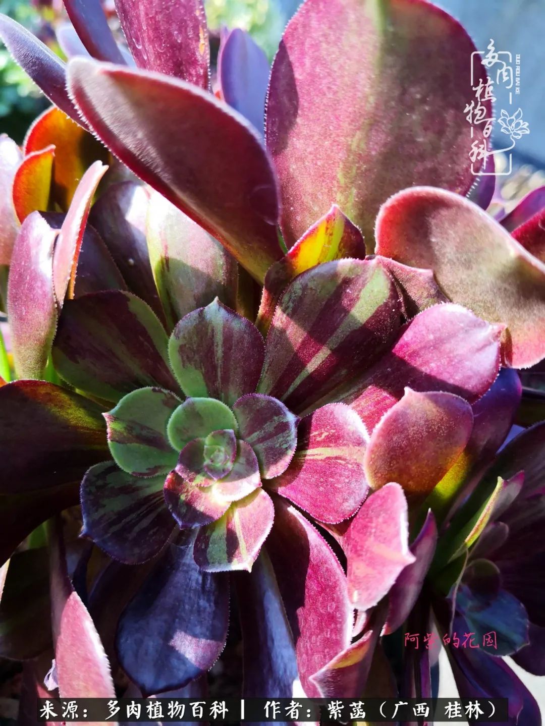 如何在夏天买的多肉度夏,多肉度夏好帮手