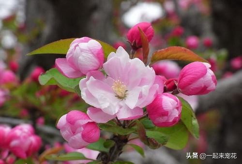 3种能开花的树，树干坚韧有劲，花朵柔美娇嫩