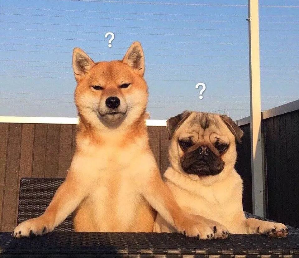 两个月狗狗眼屎多用什么药,狗狗眼屎多什么原因导致的