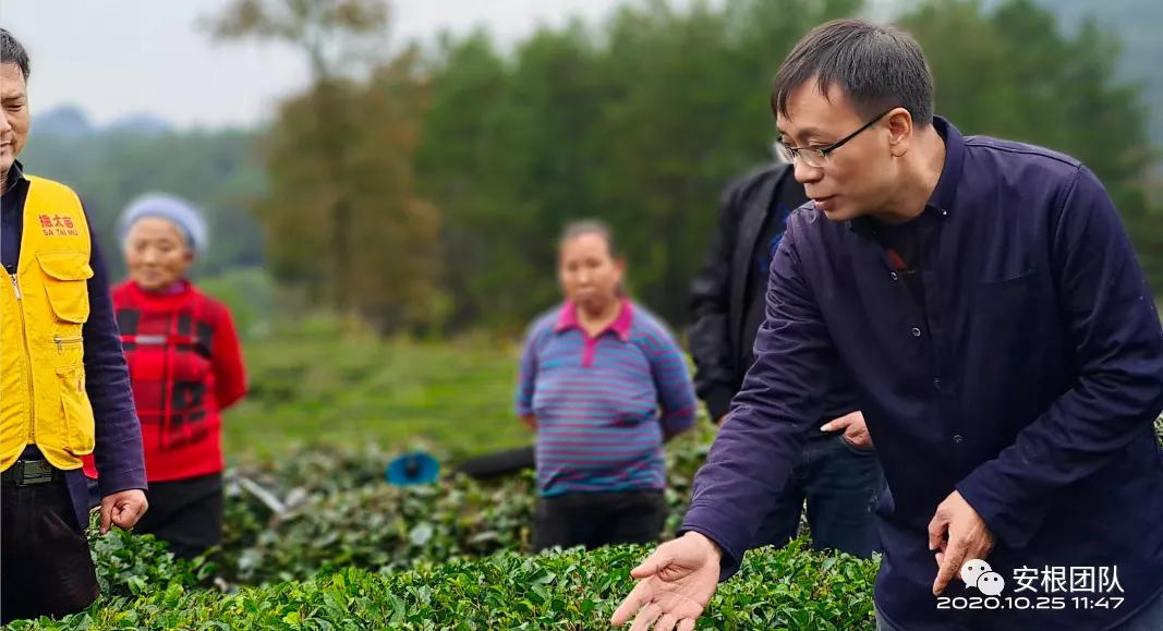 茶农怎么利润最大,茶叶合作社创新思路