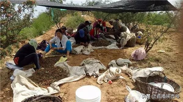 韩城的花椒摘开了没有多少钱一斤 (韩城花椒开始采摘了现场)