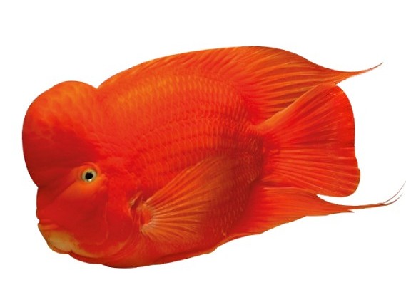 红鹦鹉鱼哪个品种最好,血鹦鹉鱼适合和什么鱼混在一起