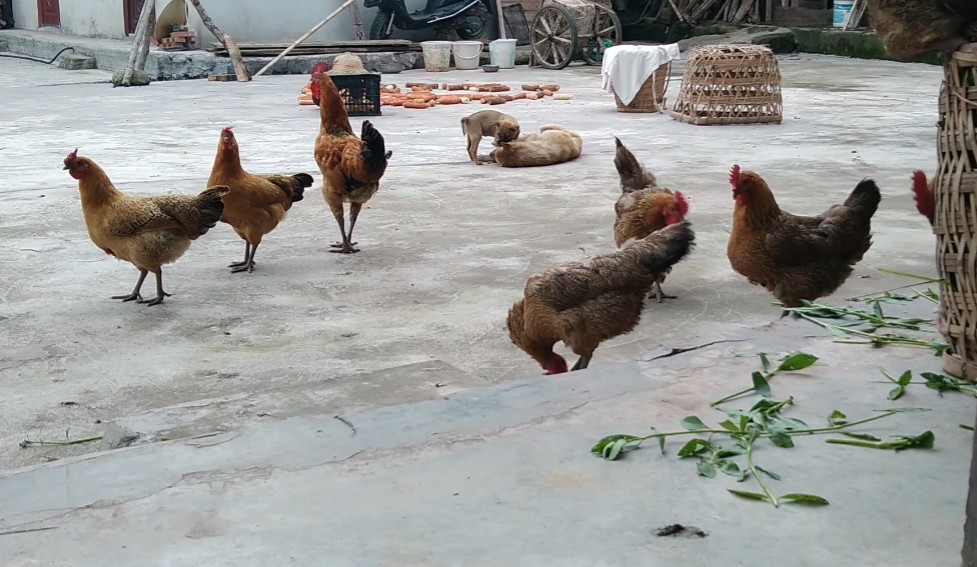 养殖土鸡模式,土鸡养殖技术及销售方法