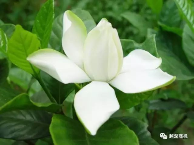 中国各大城市市花介绍,全国56市市花太美了的视频