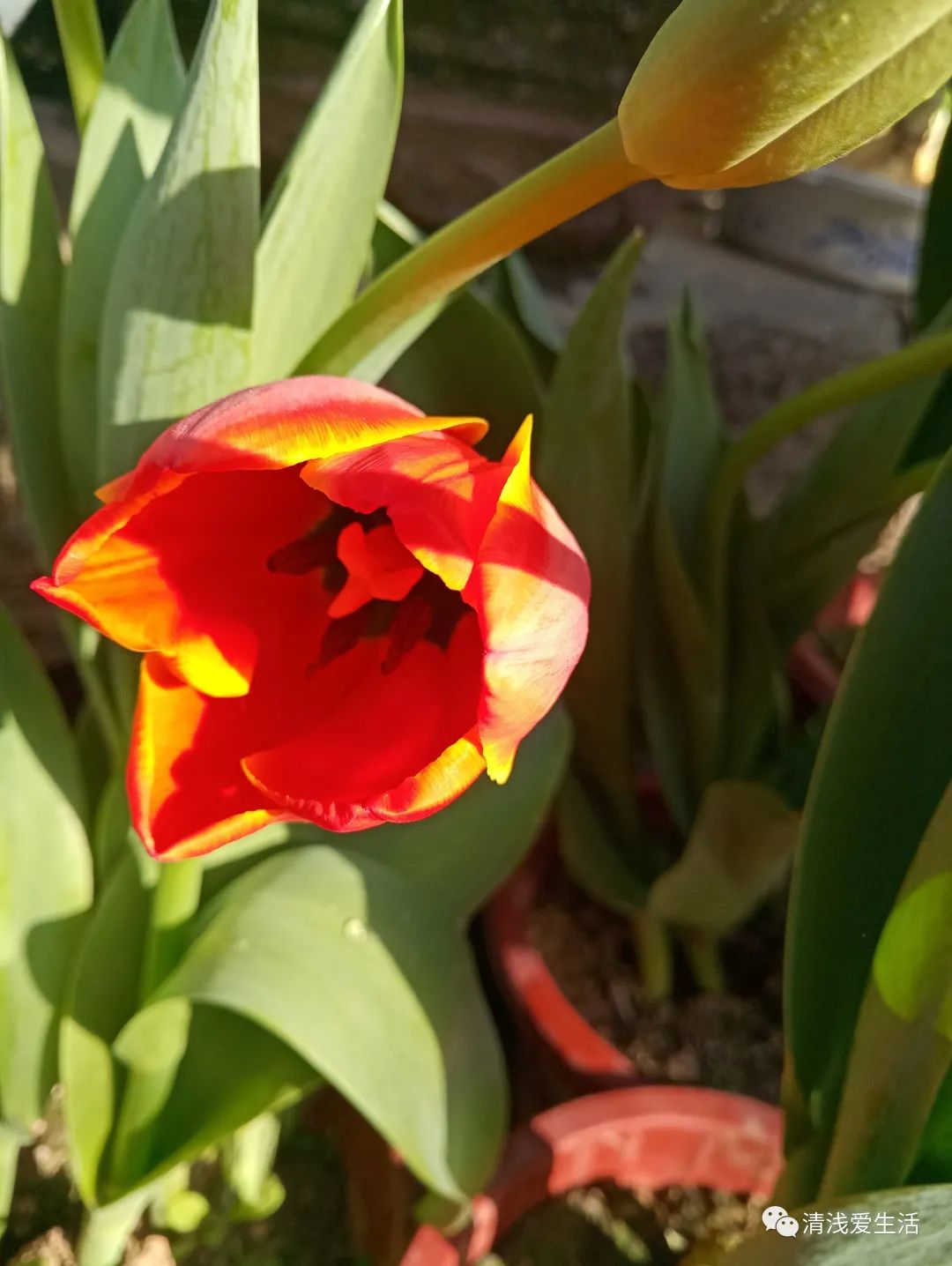 年味十足的花店,花店年味十足