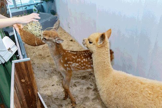 19.9包邮毛绒羊驼,羊驼9.9元秒杀直播