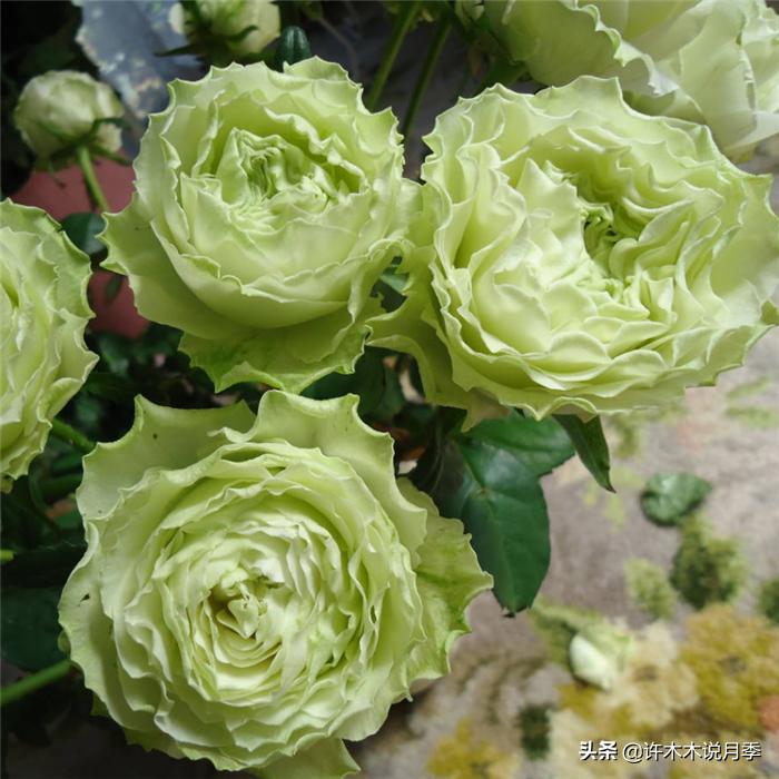 月季根瘤预防,月季根瘤传染别的植物吗