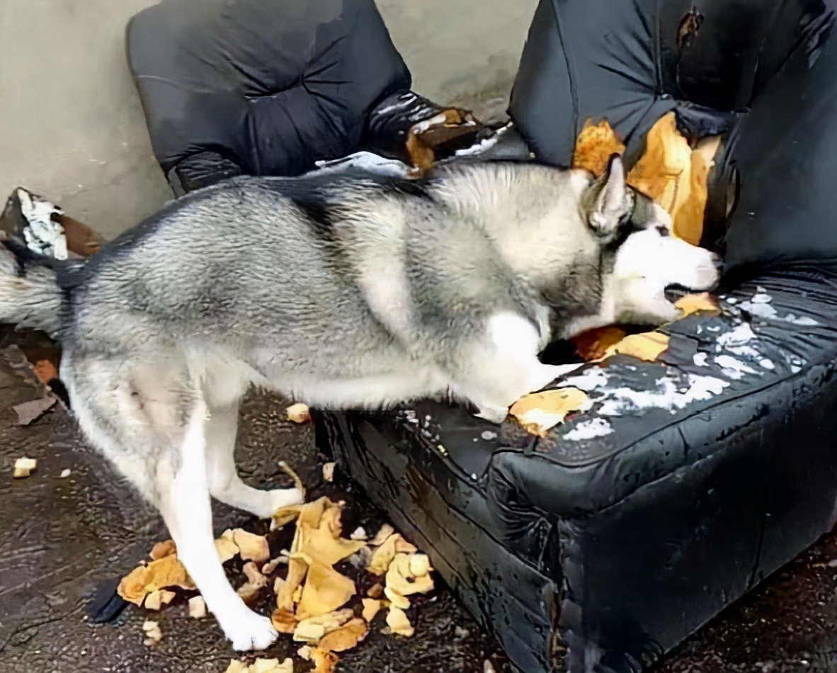 科学训练狗定点大小便,狗知识实用训练小技巧