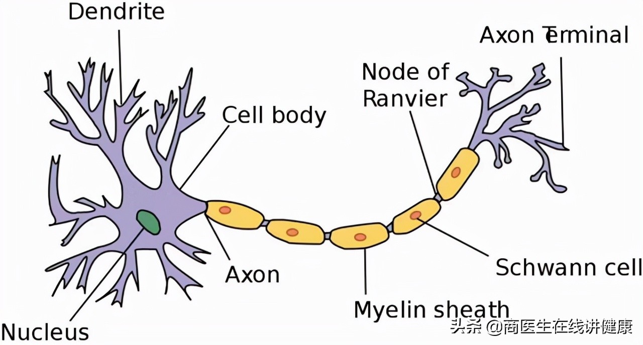 甲钴胺片是治疗神经最好的药物吗,甲钴胺片是营养神经的扛把子