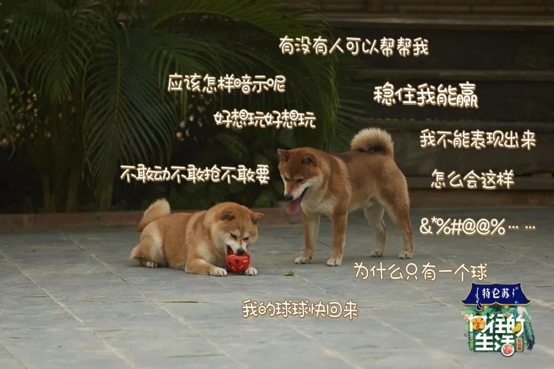 抖音聊天室直播怎么玩,如何在直播聊天室聊天