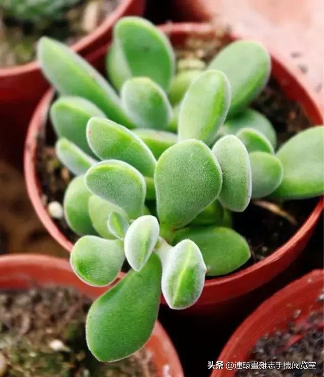 365种多肉图谱大全,365种鲜花图册大全