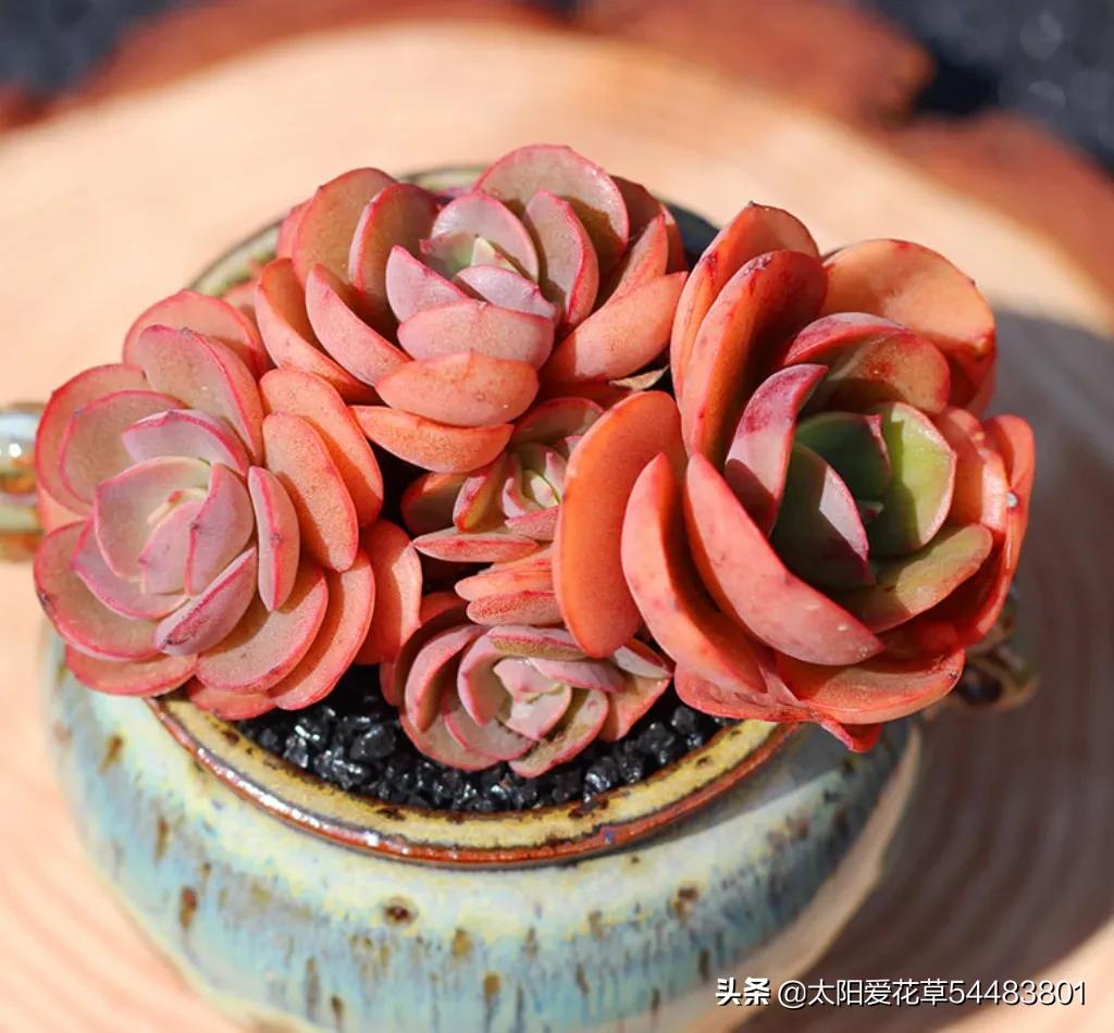 多肉秀妍怎么养,多肉秀妍爆盆了怎么处理