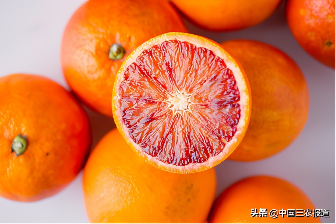 今日血橙行情 (2018年血橙价格行情)