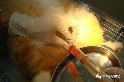 猫咪尿血怎么处理最好,猫咪尿血怎么治疗好得快