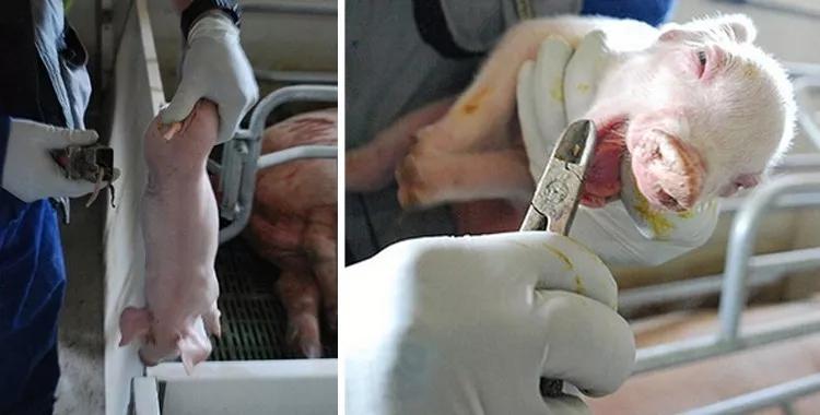 猪得葡萄球菌皮肤病,葡萄球菌引起的猪渗出性皮炎