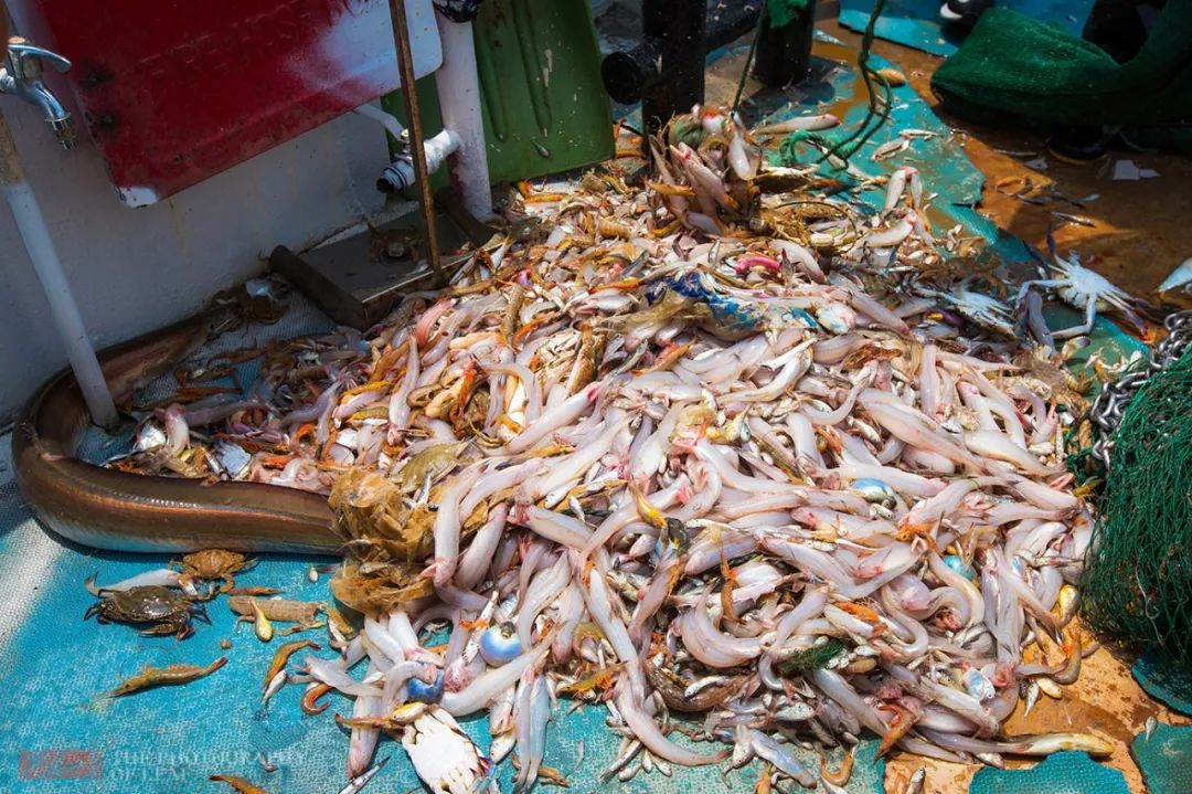 一年一度的开渔季,开渔季味蕾狂欢之旅