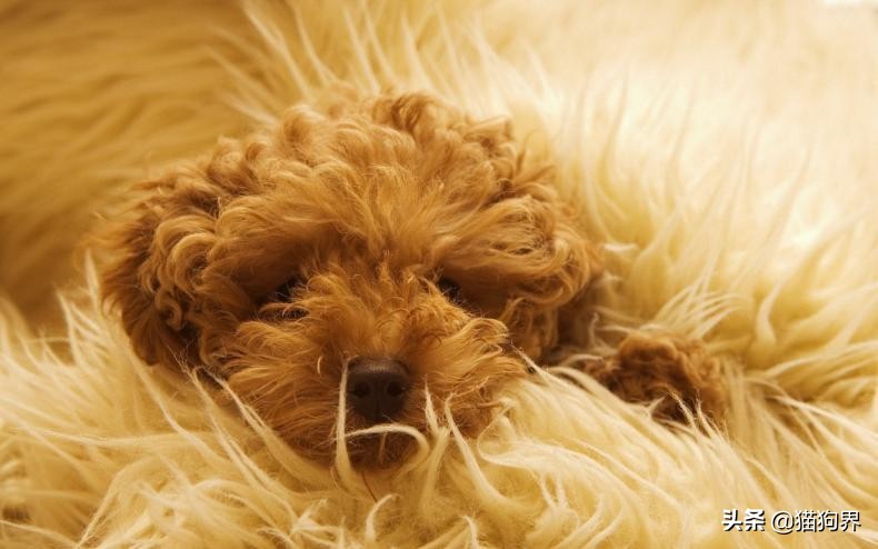 狗狗冬天在室外怕冷吗,狗狗冬天需要注意什么