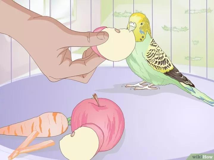 外国虎皮鹦鹉喂养视频,两个月的虎皮鹦鹉喂养