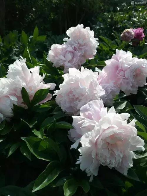 芍药沙拉是否需要放冰箱养护,芍药的养护修剪